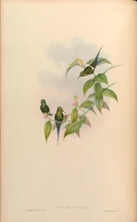 Gouldia conversi = Discosura conversii